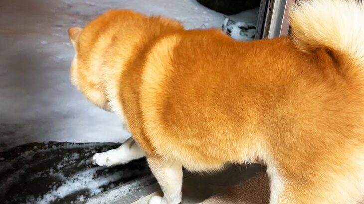 庭に出たがっている犬→窓を開けると雪が積もっていて…想定外の展開に『絶望する光景』と結末が55万再生「ビビり倒すの可愛いｗ」「愛おしい」(ブログ)
