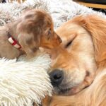 赤ちゃん犬が家にやってきたら、大型犬が…どんなに眠くても見守る『健気すぎる光景』が21万再生「優しさの塊」「なんて微笑ましいの」と絶賛(ブログ)