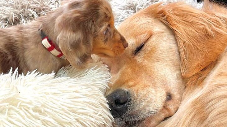 赤ちゃん犬が家にやってきたら、大型犬が…どんなに眠くても見守る『健気すぎる光景』が21万再生「優しさの塊」「なんて微笑ましいの」と絶賛(ブログ)