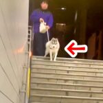 仕事帰り、駅まで迎えに来てもらった結果…大型犬が見せた『熱烈歓迎』が可愛すぎると32万再生「疲れ吹っ飛ぶ」「家族って素敵」と絶賛の声(ブログ)