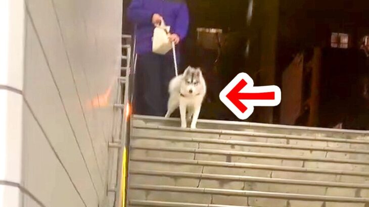 仕事帰り、駅まで迎えに来てもらった結果…大型犬が見せた『熱烈歓迎』が可愛すぎると32万再生「疲れ吹っ飛ぶ」「家族って素敵」と絶賛の声(ブログ)