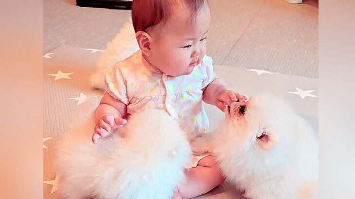 『生後7か月の赤ちゃん』を犬部屋に連れてきた結果…まるで天国のような『赤ちゃん犬に囲まれる光景』に注目「みんな可愛い」「落ち着いてる」(ブログ)