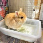 読者に聞く　うさぎのお迎え時調査(ブログ)
