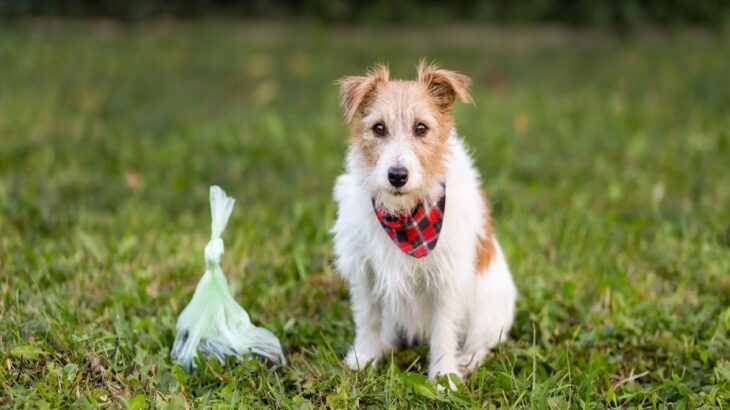 愛犬のウンチが普段より臭うときに考えられる病気6つ　診察を受けるべき判断方法から改善策まで(ブログ)