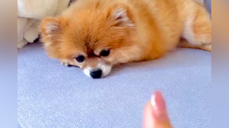 耳の聞こえない犬に『手話』を覚えさせたら…衝撃的な『完璧に意思疎通する光景』が253万再生「超賢い」「信頼して大好きなの伝わる」と感動(ブログ)