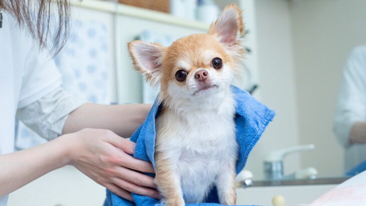 トリミングに通う必要がない犬種5つ　種類別の理由から日々のお手入れのポイントまで(ブログ)