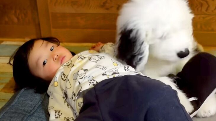 子犬と赤ちゃんに『ベッドを渡してみた』結果…まさかの『一緒に眠っちゃう光景』が尊すぎると38万再生「乗っ取られてて草」「子守唄最高」(ブログ)