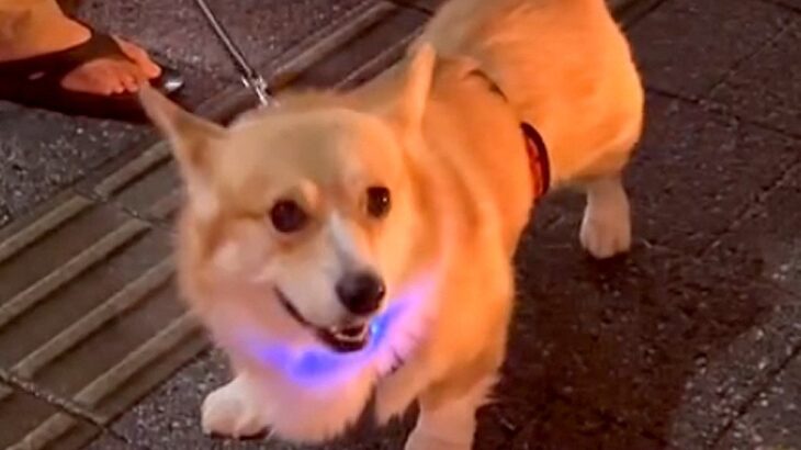 お姉ちゃんとお父さんの『犬の散歩』を比較してみた結果…差がありすぎる『まさかの態度の違い』が4万再生「差ありすぎて草」「お父さんｗ」(ブログ)