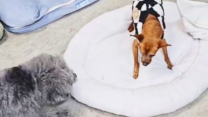 おじいちゃん犬がクッションに座ろうとしたら、他の犬が…思いがけない『激しいハプニング』が14万再生「刺激的で楽しそうｗ」「笑った」と絶賛(ブログ)