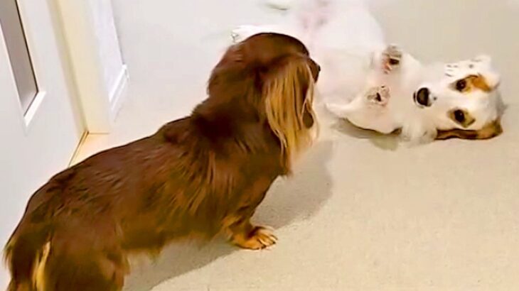 『遊ぼうよ』と犬がお誘いをした結果…嘘のような『とんでもない塩対応』が面白すぎると30万再生「盛大過ぎる無視で草」「温度差に笑うｗ」(ブログ)