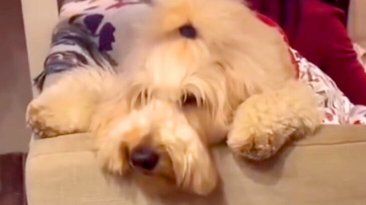 ホームパーティーでみんなに無視されてしまった大型犬が…とんでもないアピール方法と結末が12万再生「誰か遊んであげてｗ」「可愛すぎる」(ブログ)