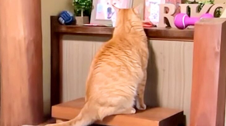『自分を育ててくれた柴犬』が亡くなって3ヶ月…猫たちが『毎朝していること』が泣けると3万再生「愛していたのがわかる」「家族愛に涙」と感動(ブログ)