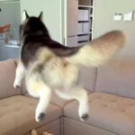 ハスキー犬を『自由に育ててみた』結果…まさか過ぎる『成長後の光景』が150万再生「立派な柴犬になってて草」「ハスキー犬だよね？ｗ」と爆笑(ブログ)