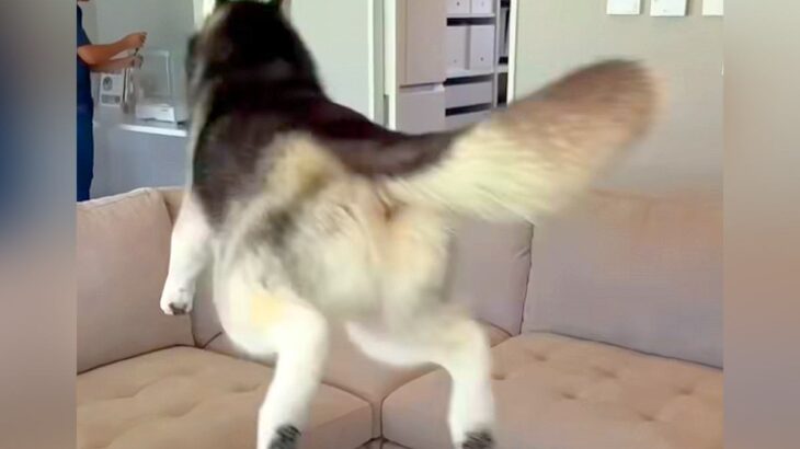 ハスキー犬を『自由に育ててみた』結果…まさか過ぎる『成長後の光景』が150万再生「立派な柴犬になってて草」「ハスキー犬だよね？ｗ」と爆笑(ブログ)