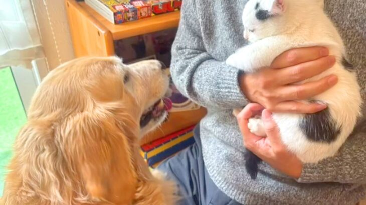 『ずぶ濡れの赤ちゃん猫』を家に連れて帰ると、大型犬が…まさかの『親のような行動』が14万再生「心配してるの優しい…」「幸せに」と大絶賛(ブログ)