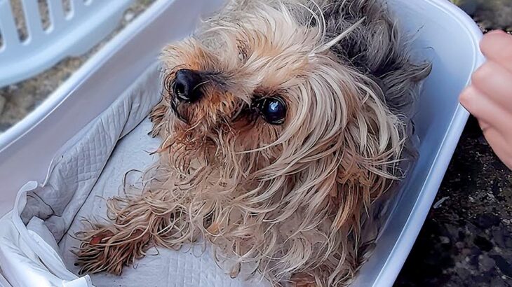 『酷い悪臭がする迷子の老犬』を保護した結果…愛を感じる素晴らしい対応と『結末』が7万再生「本当に良かった」「幸せ祈ります」称賛と祝福の声(ブログ)