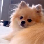 何度名前を呼んでも振り向いてくれない犬→予想できなかった『まさかの名前に反応する様子』にツッコミ続々「平安の貴族で草」「ウケるｗ」(ブログ)