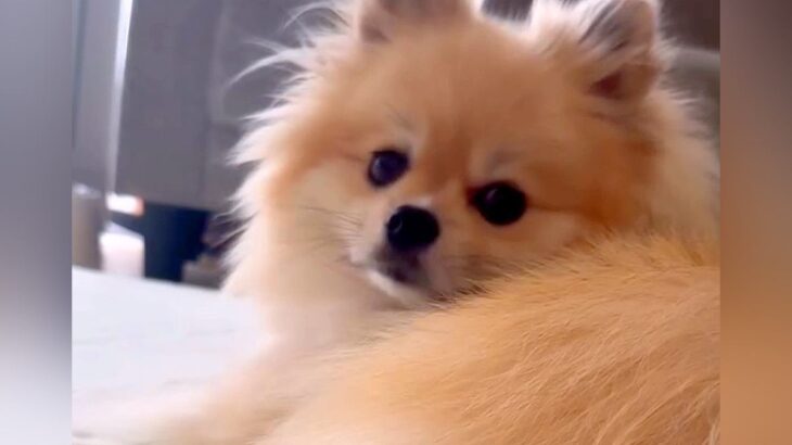 何度名前を呼んでも振り向いてくれない犬→予想できなかった『まさかの名前に反応する様子』にツッコミ続々「平安の貴族で草」「ウケるｗ」(ブログ)