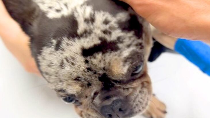 『手足が動かない犬』が手術、入院で…10日ぶりに飼い主と再会した結果『衝撃の光景』に涙が止まらないと13万再生「感動」「泣いた」と絶賛(ブログ)