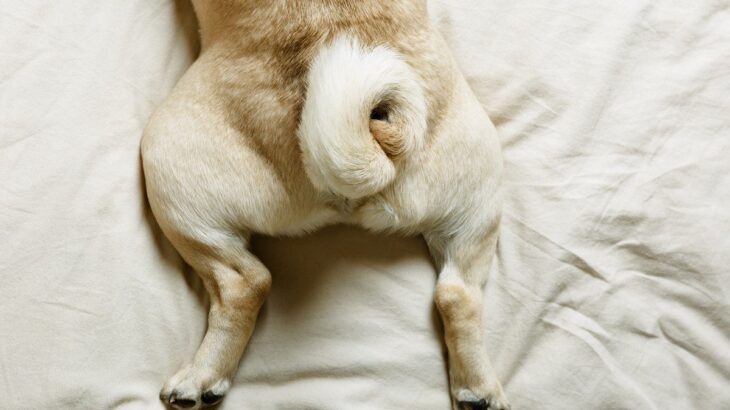 犬が『おしりを当ててくる』心理5選　飼い主にぶつかってくる行動の意味や意外な理由まで(ブログ)