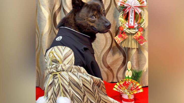 犬に和服を着せた結果…想像を超えた『似合いすぎている姿』に4万3000いいねの反響「世界一似合ってるのでは」「凛々しすぎる」と大絶賛(ブログ)
