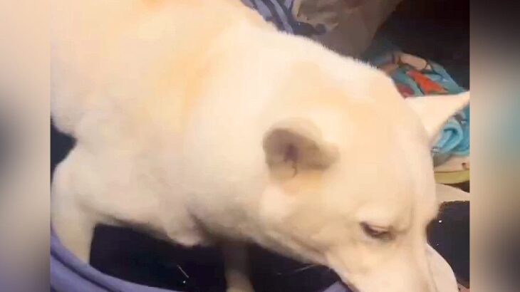 臆病な犬が『初めてペットカートに乗った』結果…想像の数倍『ブルブル震えまくる光景』が553万再生「マッサージ機で草」「悪いけど笑った」(ブログ)