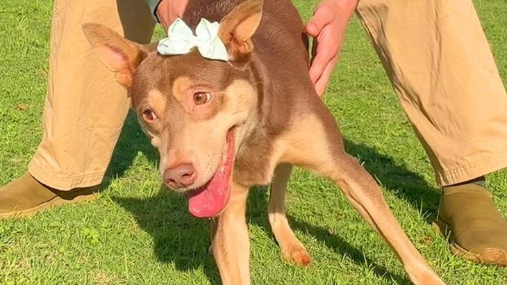 『生まれつき立ち上がれない犬』が歩行訓練をしていたら…2歳8ヶ月で見せた『衝撃の光景』に涙が出ると165万再生「本当に凄い」「泣いた」(ブログ)