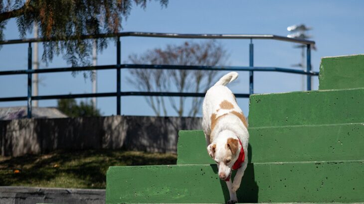 犬に階段を上り下りさせるのは危ない？危険とされる4つの理由と特に注意すべき犬種をご紹介(ブログ)