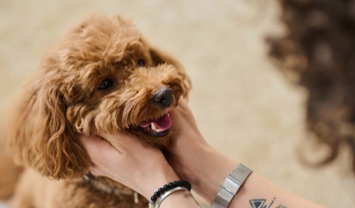 犬が嬉しくなる『声かけ方法』5選　愛犬との仲を深めるためには？覚えておくべきポイントまで(ブログ)