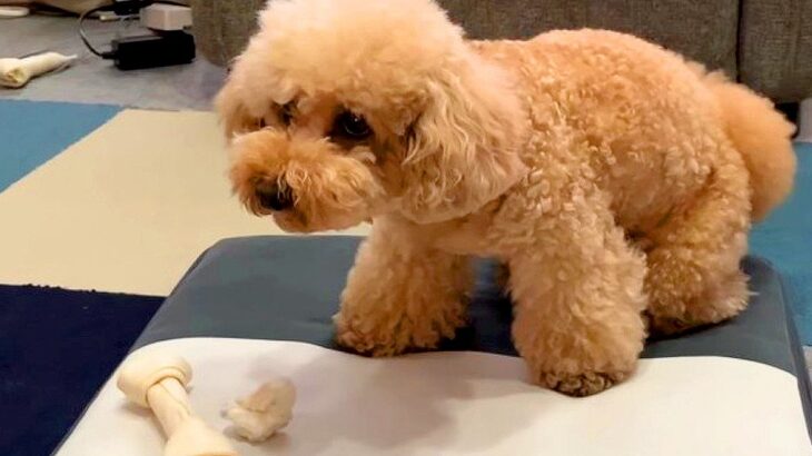 弟のガムをこっそり盗んだお姉ちゃん犬→まさかの『巧妙な隠蔽工作』が5万7000再生「エア砂かけ可愛すぎるｗ」「涙出るほど笑った」と爆笑(ブログ)