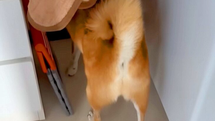 お散歩が大嫌いな犬に『お散歩行くよ！』と誘った結果…思った以上に文句を言う光景と『まさかの結末』が482万再生「会話になってて草」(ブログ)