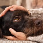 犬が『小刻みに震える』原因5選　危険なサインを見逃さないで。病気の可能性は？(ブログ)
