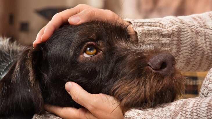 犬が『小刻みに震える』原因5選　危険なサインを見逃さないで。病気の可能性は？(ブログ)