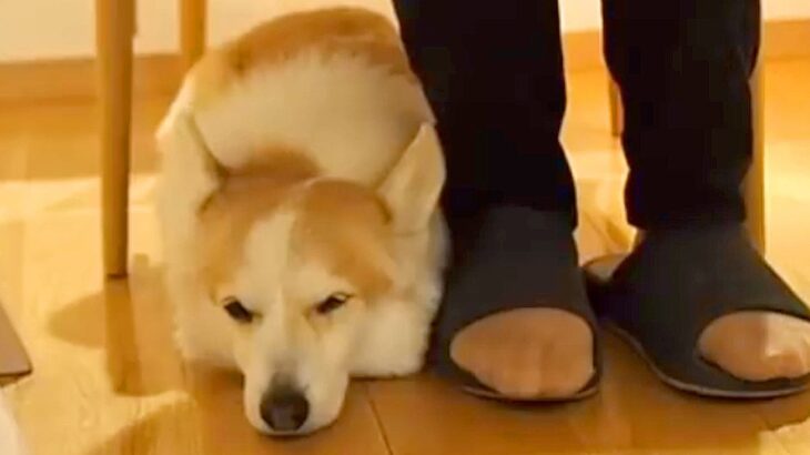 仕事から帰って寝るまでの間、犬との生活を撮影してみたら…想像以上にストーカーな『ナイトルーティン』が87万再生「愛おしいｗ」「許せる」(ブログ)