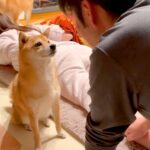 ママがマッサージ中に悲鳴をあげたら、犬が…まさかの『パパを責め立てる光景』が可愛すぎると30万再生「なんて優しいの」「笑顔になる」(ブログ)