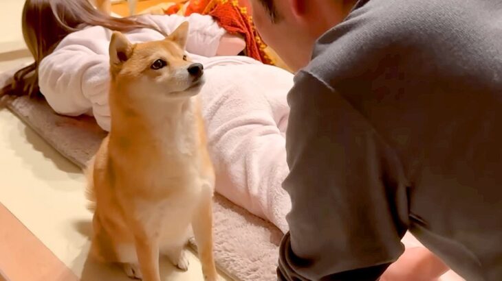 ママがマッサージ中に悲鳴をあげたら、犬が…まさかの『パパを責め立てる光景』が可愛すぎると30万再生「なんて優しいの」「笑顔になる」(ブログ)