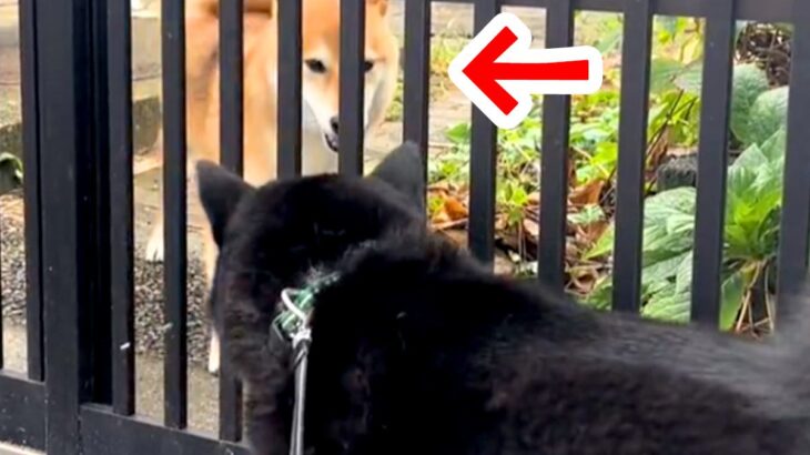 お散歩中、柵の中にいる犬を発見したら…2匹が見せた『可愛すぎるやり取り』が42万再生「テンションが同じｗ」「平和な世界で癒された」と絶賛(ブログ)