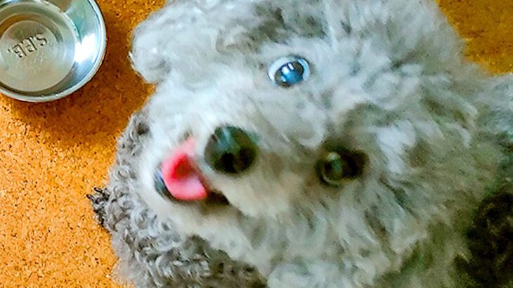 10年以上、檻の中に閉じ込められた『ボロボロの犬』を飼った結果…『現在の姿』に感動の声相次ぐ「本当によかった」「幸せになって」と絶賛(ブログ)