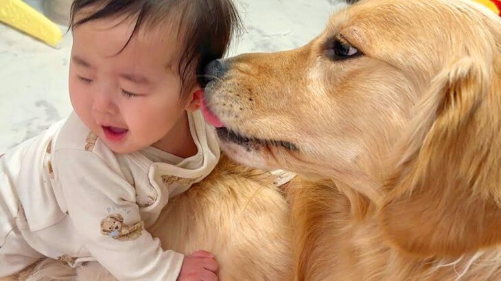 『どうしても遊びたい赤ちゃん』VS『安静にしていてほしい大型犬』ふたりの戦いが尊すぎると21万再生　微笑ましい攻防戦に多くの反響(ブログ)