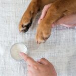 寒い時期に欠かせない『犬のお手入れ』4つ　知っておくべき注意点からケアの秘訣まで(ブログ)