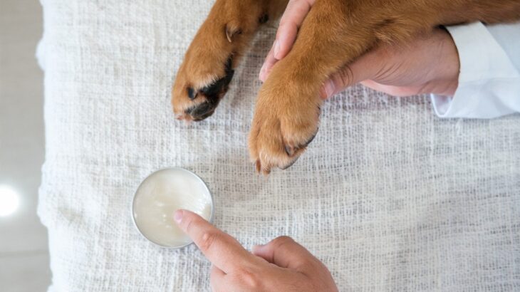 寒い時期に欠かせない『犬のお手入れ』4つ　知っておくべき注意点からケアの秘訣まで(ブログ)