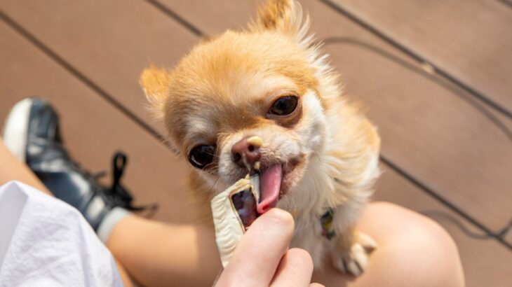 犬におやつを与えすぎるのはいけない？生じる4つの悪影響やリスク、食べさせてもいい量の目安まで解説(ブログ)