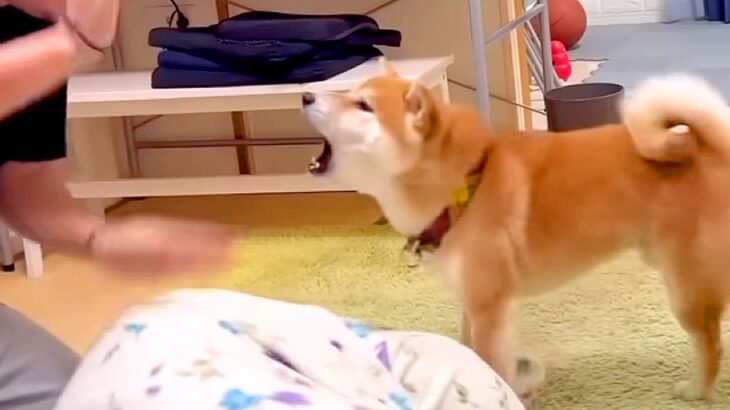 『ママが襲われていたら、犬は守ってくれるのか？』検証してみたら…一生懸命すぎる『対処法』が泣けると914万再生「愛感じる」「いじらしい」(ブログ)