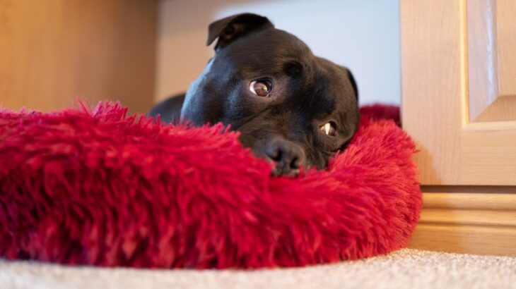 犬が困っているときにみせるサイン３つ　表れやすい仕草や原因、飼い主がしてあげたい対処法まで(ブログ)