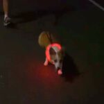 夜、帰り道で『散歩中の愛犬とこっそりすれ違ったら気付くのか？』検証してみたら…想像以上な『天使過ぎる反応』が137万再生「愛おしい」の声(ブログ)