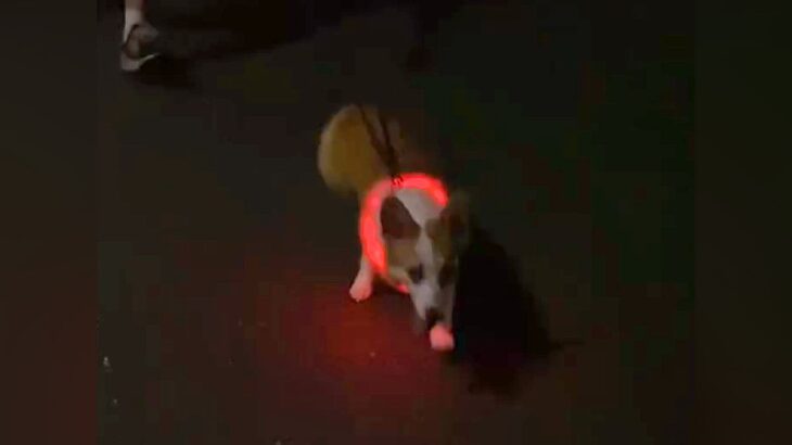 夜、帰り道で『散歩中の愛犬とこっそりすれ違ったら気付くのか？』検証してみたら…想像以上な『天使過ぎる反応』が137万再生「愛おしい」の声(ブログ)