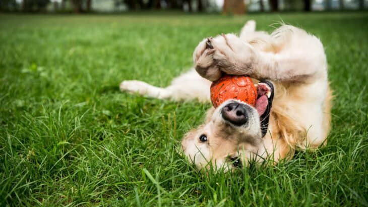 犬が苦手に感じる『色』3選　嫌いだと思う理由やワンコたちが色を見分ける方法まで(ブログ)