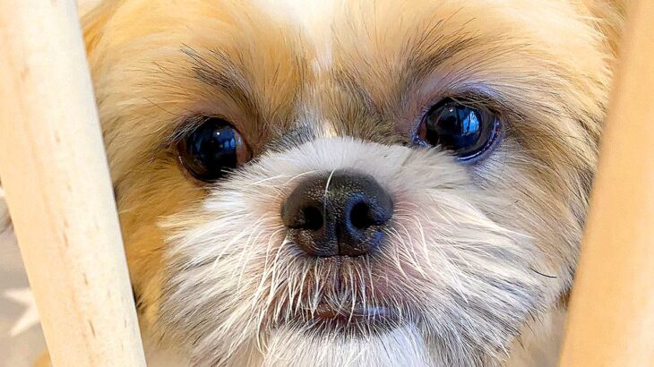『絶対に幸せにする』売れ残っていた犬を飼った結果…『1歳の男の子と先輩犬との関係性』に反響「本当によかった」「可愛すぎる」祝福の声も(ブログ)