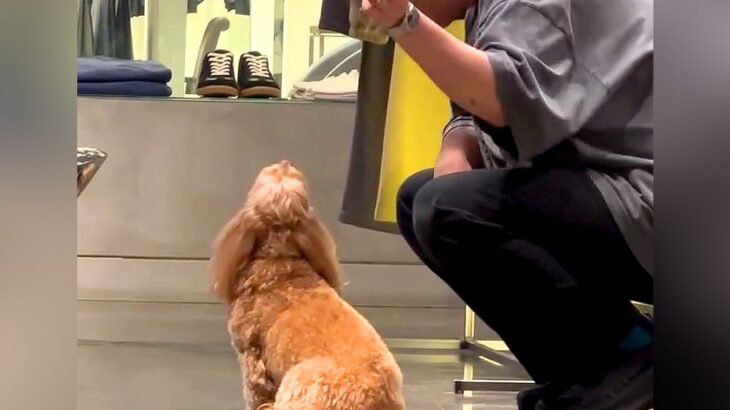 『大好きな人がいない』と落ち込む犬に、居場所を教えてあげた結果…とんでもなく癒される『尊い光景』が27万再生「天使すぎ」「可愛い」と悶絶(ブログ)