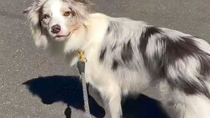 お散歩中に『忘れ物した』と犬に伝えてみた結果…完全に言葉を理解している『衝撃的な行動』が91万再生「頼もしすぎる」「賢さに脱帽」と称賛(ブログ)